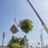 Crane Assisting Street Tree Planting