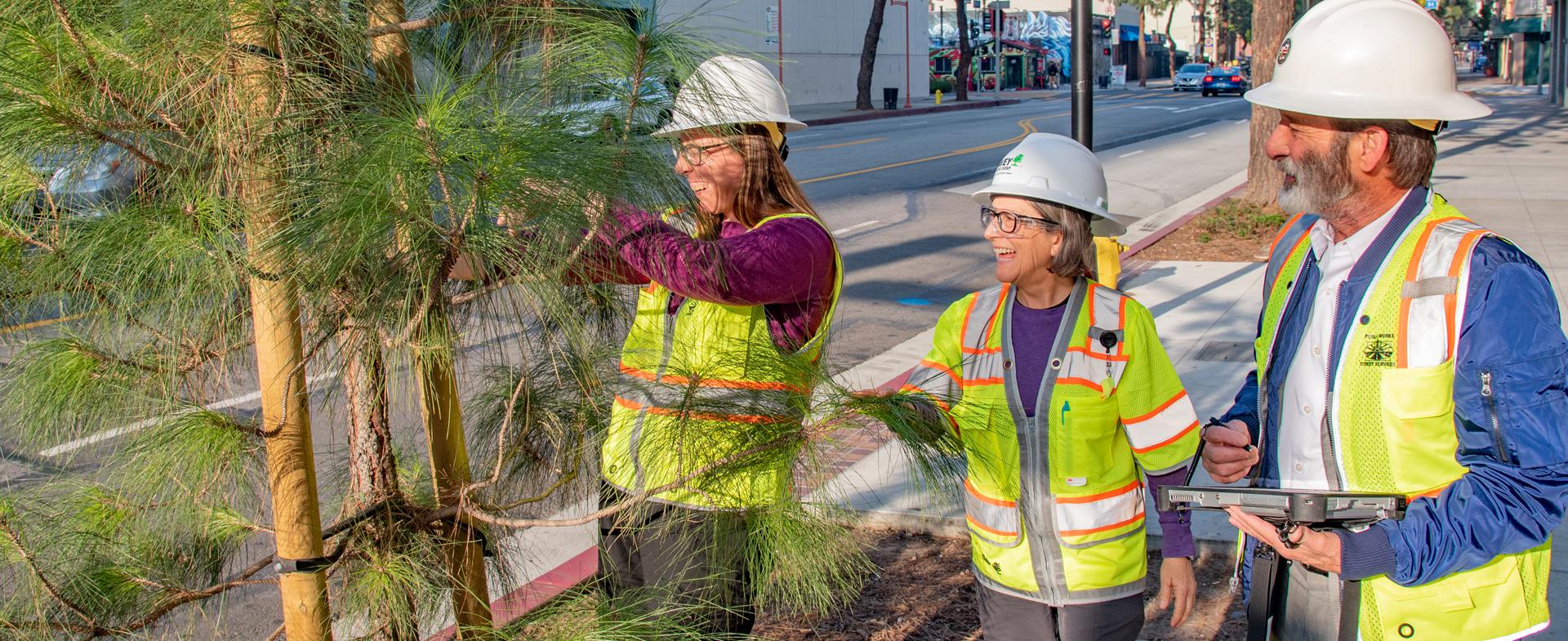 Tree Inventory